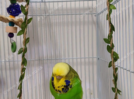 Executive Budgies