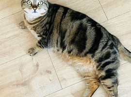 BENGAL CAT