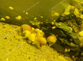 Apple snails