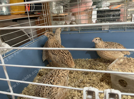 Jumbo quail Italian