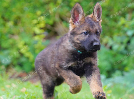 German Shepherd Puppies for sale!!