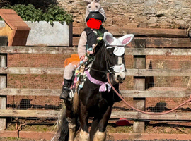 Beautiful lead rein for sale