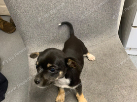 Chihuahua puppies