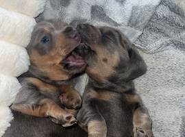 Blue and tan miniature dachshund