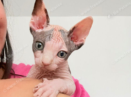 Beautiful Sphynx Kittens Looking for Their Forever Homes ️