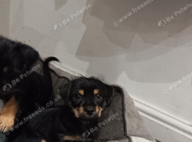Beautiful Chorkie puppies, only little Bobby  left