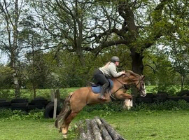 Stunning 14.3 13yo Welsh D