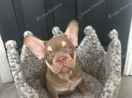 Reduced Isabella/Rojo Frenchie puppies