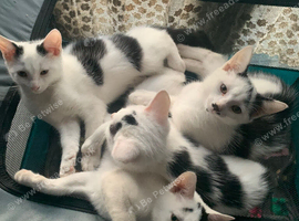 Kittens