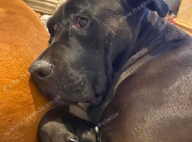 Cane corso x staff puppies