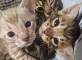 Snow & Brown Bengal Kittens