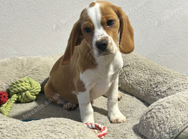 Male tan & white beagle