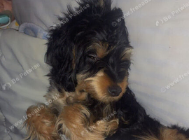 5 months old beautiful female yorkie
