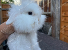 2 Does for Sale 13 Weeks Old