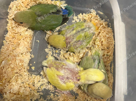 LAST 4 PEACHFACED Lovebird CHICKS