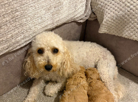 Two female apricot miniature poodles