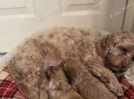 Amazing cavapoo puppies