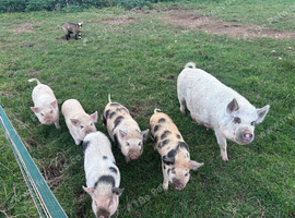 Mini pigs