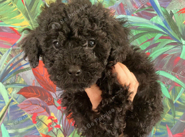 F1B Toy cockapoo puppies