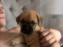 puppies for sale
