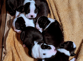 KC registered Boston terrier puppies