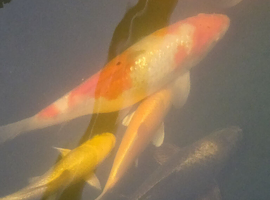 5 large koi and 1 orf