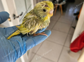 Handtame Baby Budgies