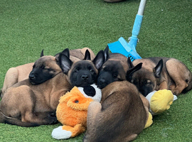 Belgian Malinois puppy&rsquo;s