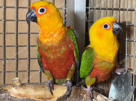 Proven pair jenday