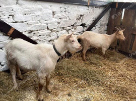 2 Golden Guernsey x Bagot Goats - 7 Months