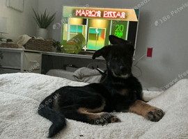 Gsd puppy