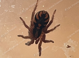 Pumpkin patch tarantula