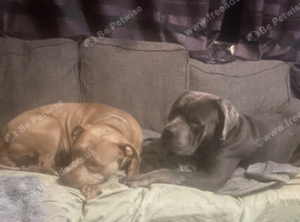 Standard bully /cane corso