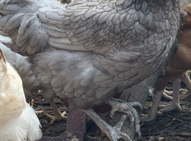 Female hybrids at point of lay available