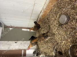 Trio of Ginger Oxford Game Bantams