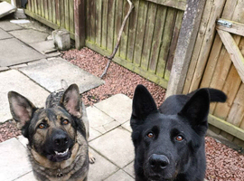 German Shepherd puppies