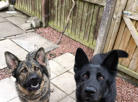 German Shepherd pups