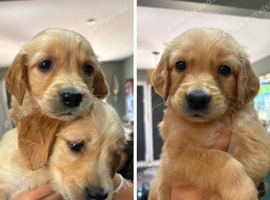 Stunning golden retriever puppies for sale