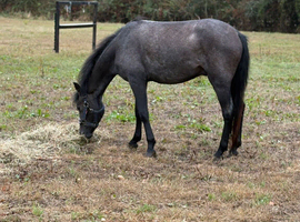 2yo New Forests Gelding