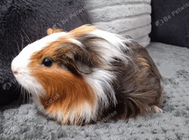2 Cavy Guinea Pig girls