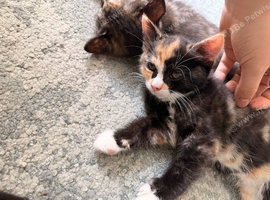 Kittens for sale