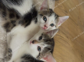Kittens 2 boys 1 female