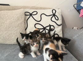 7 kittens