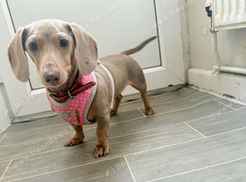 4 gorgeous chocolate mini dachshund   puppiespuppies