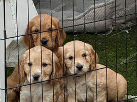 Male puppy