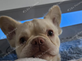 Long haired frenchie