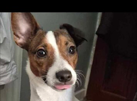 Jack Russell