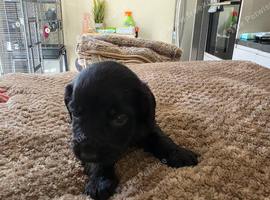 Cocker spaniel pups