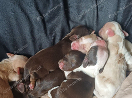 Cocker spaniel x chihuahua x puppies.