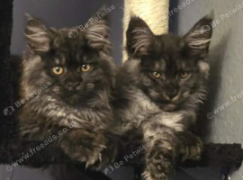 Maine Coon girls